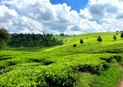 20-Acre Tea Farm with Garden and Parking