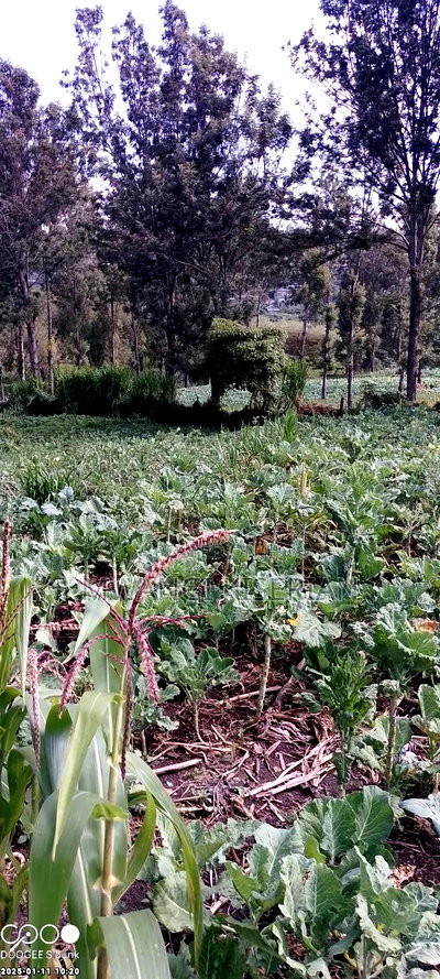 A Full 50by100 for Sale in Kiserian Delta - Image 2