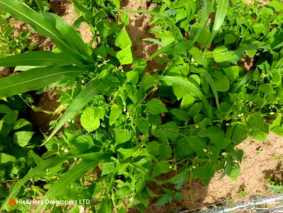 120 Acres in Orikinyei Ready Title Deed at 550,000 Per Acre - Image 2