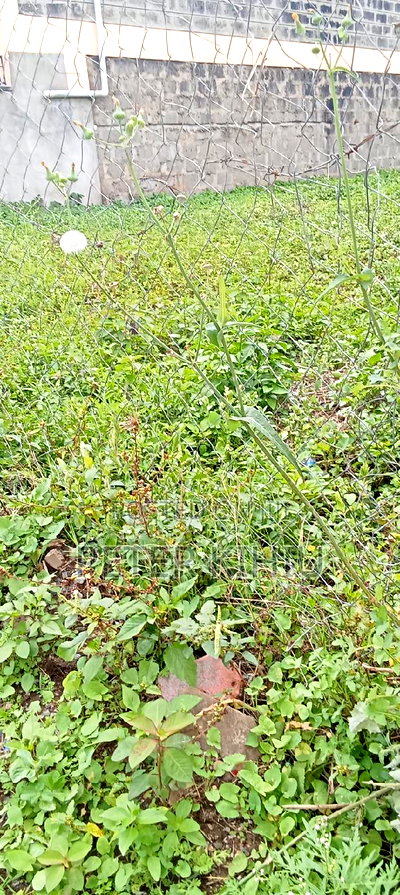 Muimara 30ft by 66ft Plot for Sale - Image 6