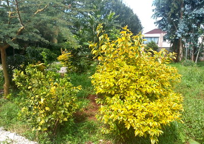 Quarter Acre Plot with Garden in Karen
