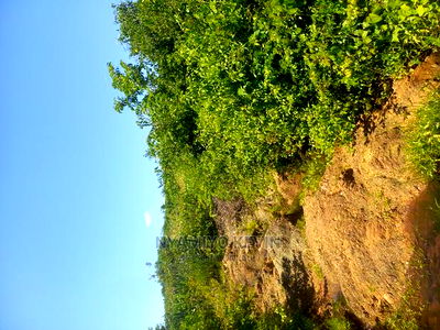 Kombewa Seme - Image 1