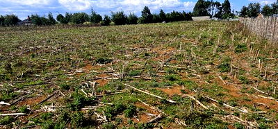 Prime Plots for Sale Eldoret Opposite New MTRH in Kiplombe - Image 3