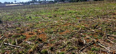 Prime Plots for Sale Eldoret Opposite New MTRH in Kiplombe - Image 9