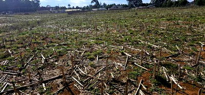 Prime Plots for Sale Eldoret Opposite New MTRH in Kiplombe - Image 2