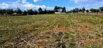 Prime Plots for Sale Eldoret Opposite New MTRH in Kiplombe - Image 4