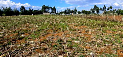Prime Plots for Sale Eldoret Opposite New MTRH in Kiplombe - Image 13