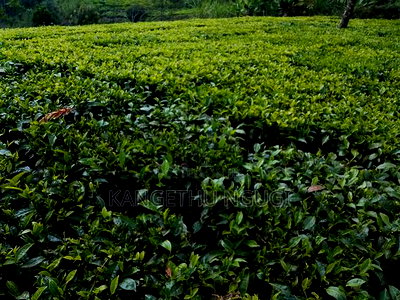 One Acre at Kagwe, Lower Lari - Image 7