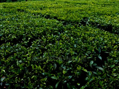 One Acre at Kagwe, Lower Lari - Image 6