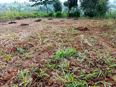 One Acre at Kagwe, Lower Lari - Image 4