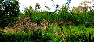 Residential Land in Thome - Image 3