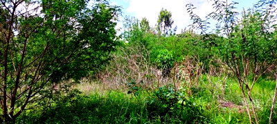 Residential Land in Thome - Image 4