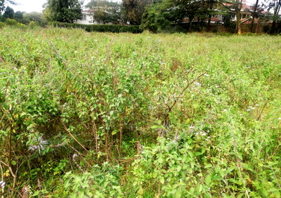 Garden Half Acre in Karen at KSh 40M