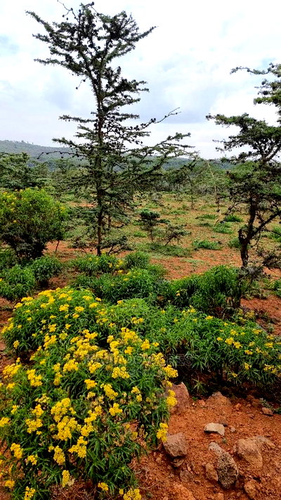 Prime 10 Acres Kimuka Distress Sale at 4m Per Acre - Image 3