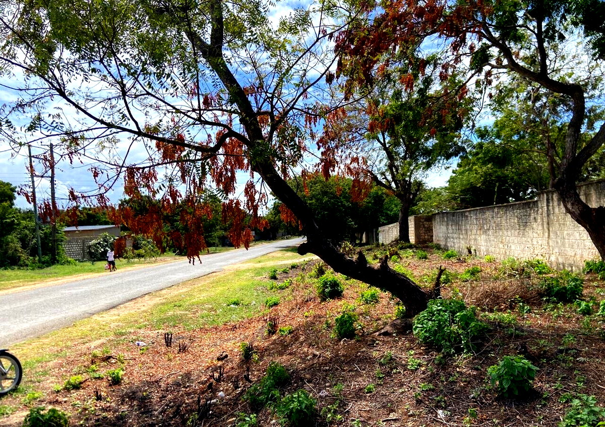 1.6 Acres Beachfront Land