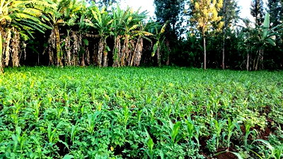 Prime 4 Acres in Sabasaba, Maragua. - Image 4