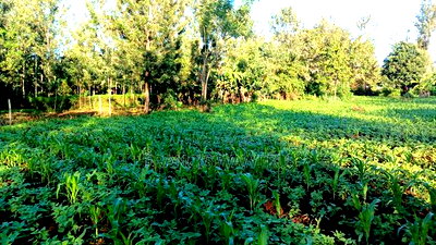 Prime 4 Acres in Sabasaba, Maragua. - Image 6