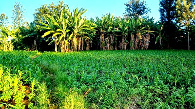 Prime 4 Acres in Sabasaba, Maragua. - Image 2