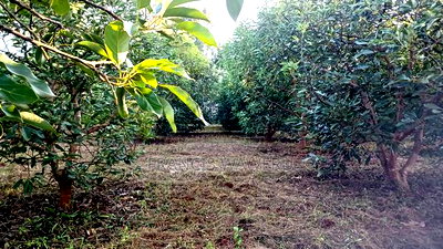 Prime 4 Acres in Sabasaba, Maragua. - Image 3
