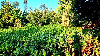 Prime 4 Acres in Sabasaba, Maragua. - Image 5