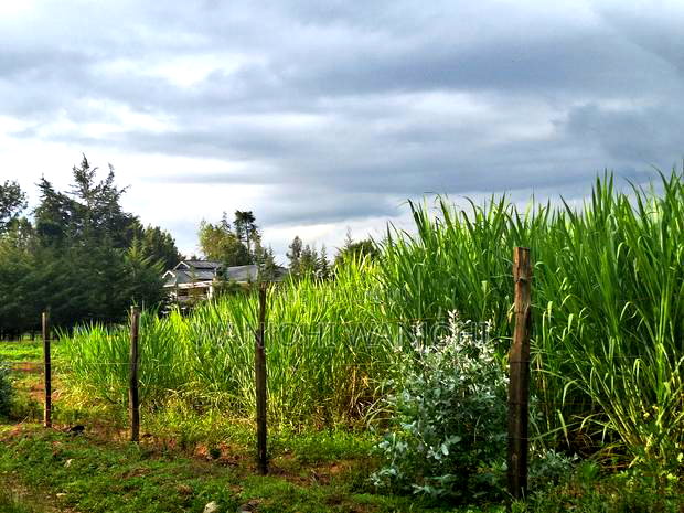 1/4 Acre Plots in Nyahururu