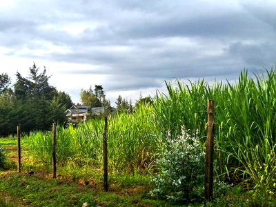 1/4 Acre Plots in Nyahururu - Image 5