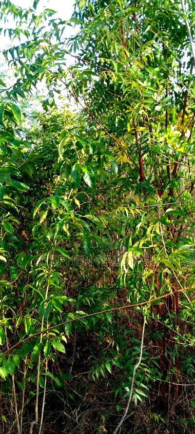 1/2 Acre Plot on Sale in Behind Sundowner Galu Beach - Image 9