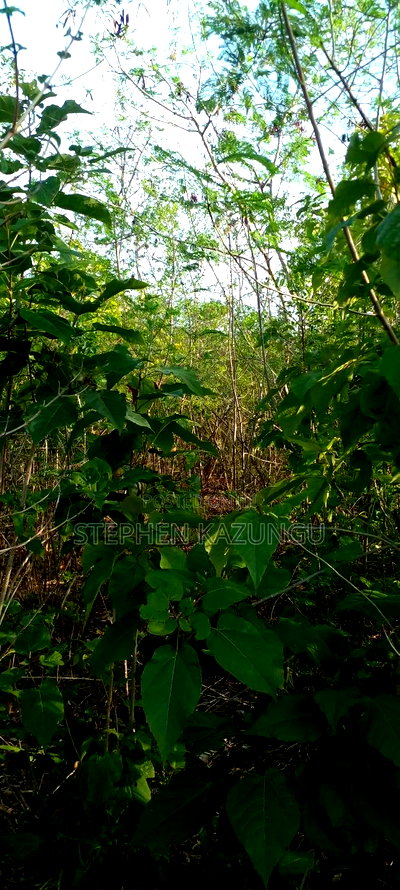 1/2 Acre Plot on Sale in Behind Sundowner Galu Beach - Image 12