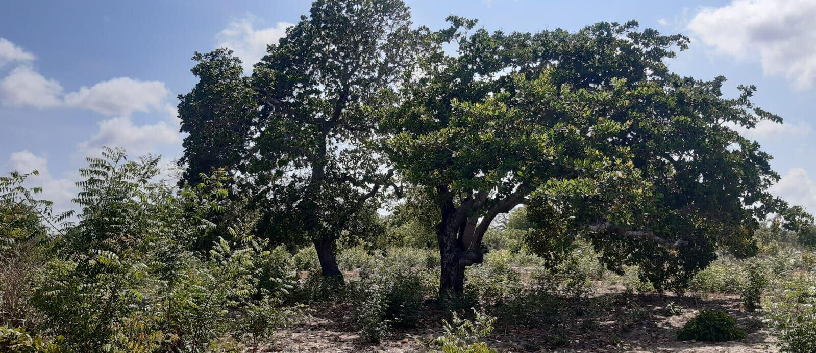 3-Acre Plot with Garden and Parking at KSh 2.4M