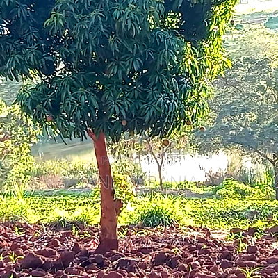 3 Acres for Sale Muranga 3.8 Per Acre - Image 2