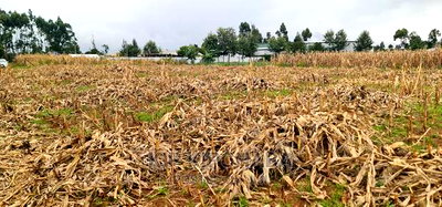 Plots for Sale Kiplombe Opposite New MTRH in Eldoret - Image 4