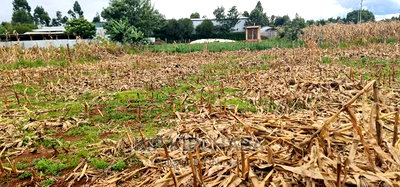 Plots for Sale Kiplombe Opposite New MTRH in Eldoret - Image 1