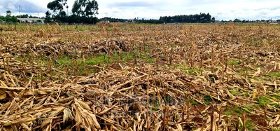 Plots for Sale Kiplombe Opposite New MTRH in Eldoret - Image 5