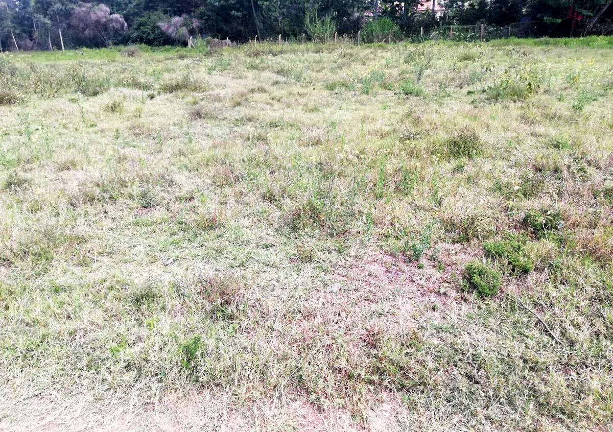 Half Acre Garden in Karen