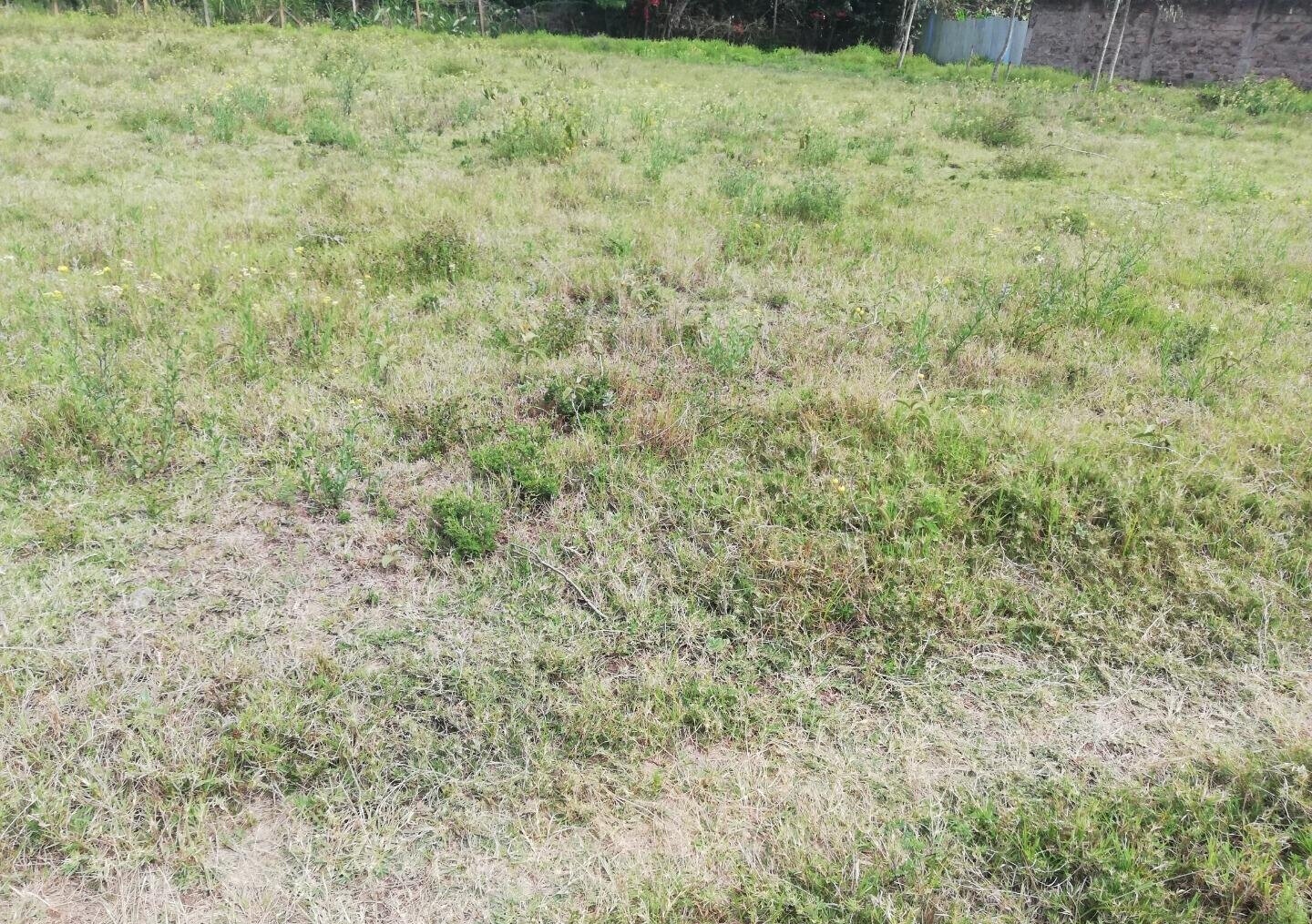 Half Acre Garden in Karen