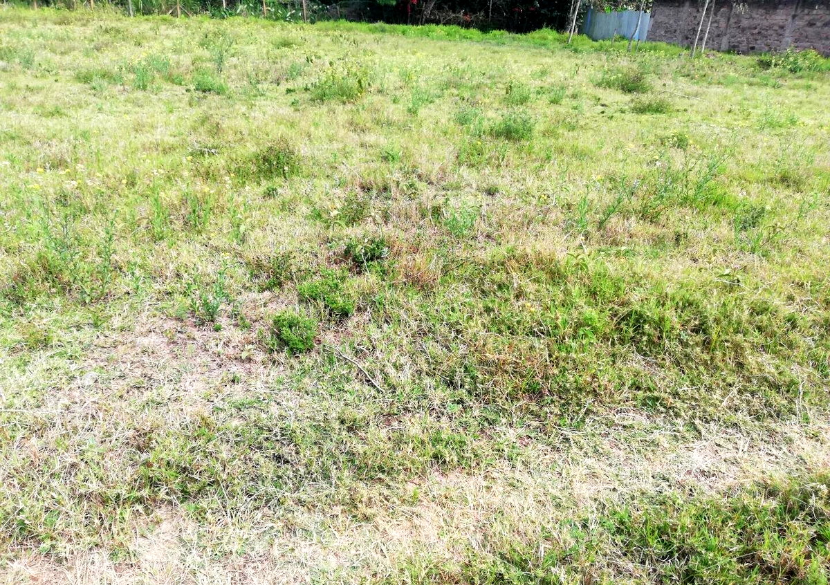 Half Acre Garden in Karen