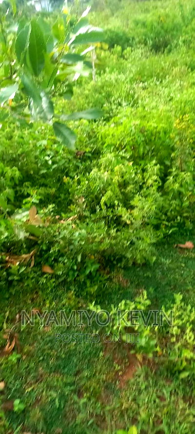 Gem Apuoche School - Image 2