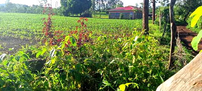 Prime 2 Acres Touching Sagana-Karatina Dual Carriage Way - Image 7