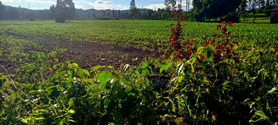 Prime 2 Acres Touching Sagana-Karatina Dual Carriage Way - Image 8