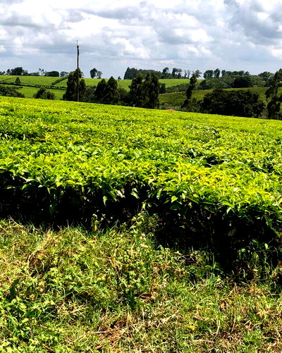 12.5 Acre Garden Plot with Parking