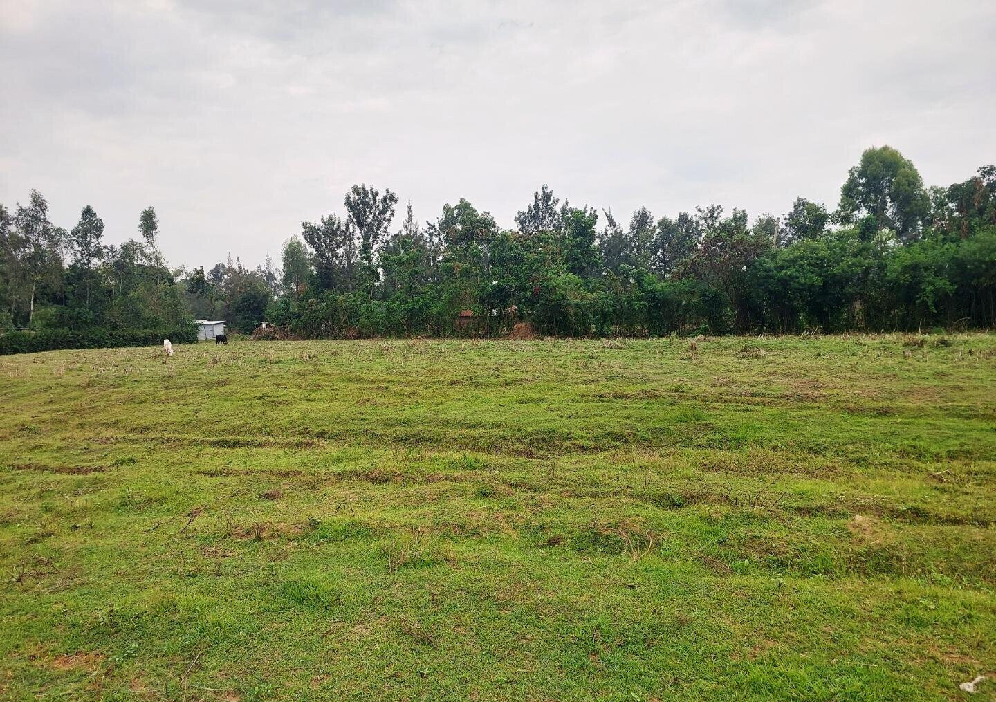 KSh 750K Plot in Mamboleo