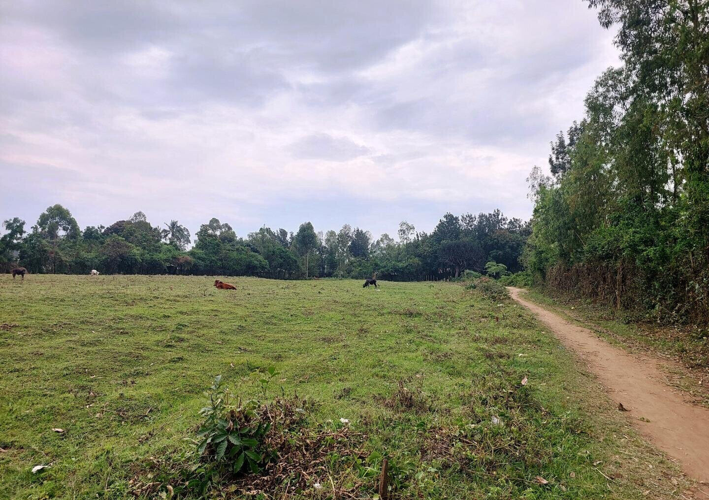 KSh 750K Plot in Mamboleo