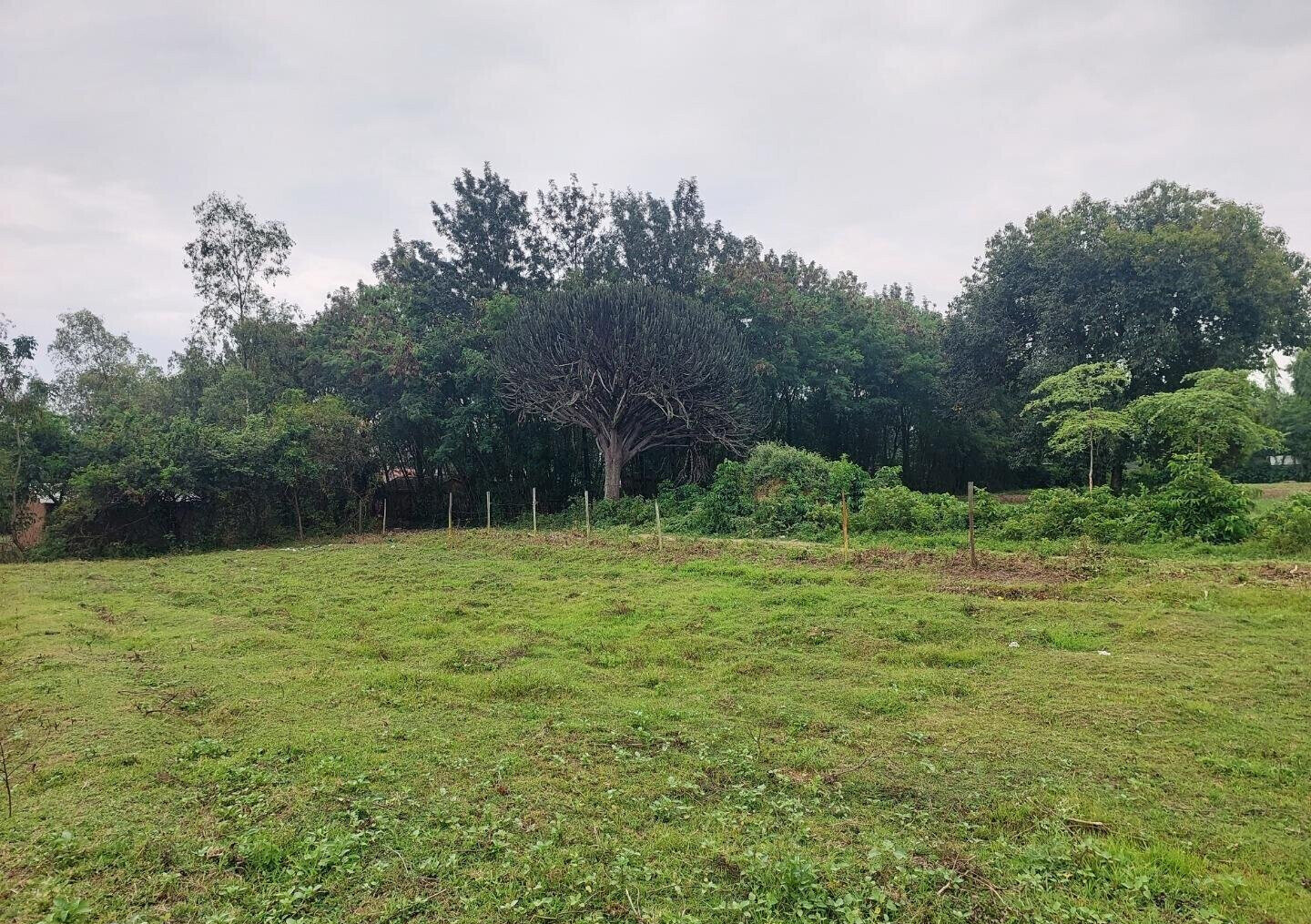 KSh 750K Plot in Mamboleo