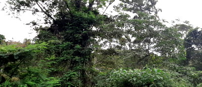 KSh 250M Kileleshwa Plot with Development Potential
