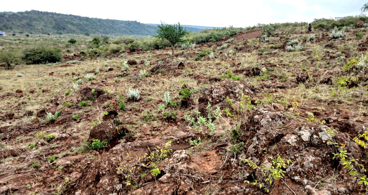 50x100 Plot in Ngong CBD