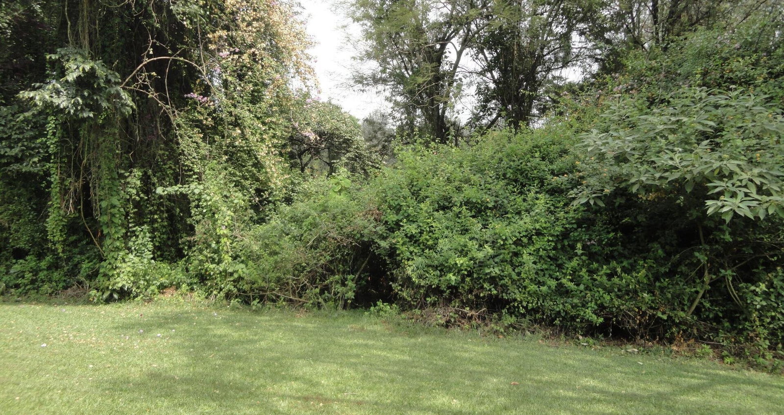 2-Acre Westlands Gem with Garden