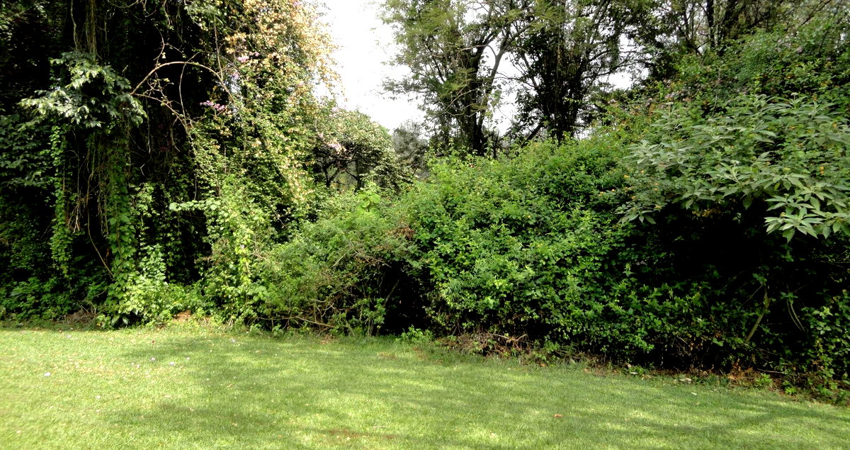 2-Acre Westlands Gem with Garden