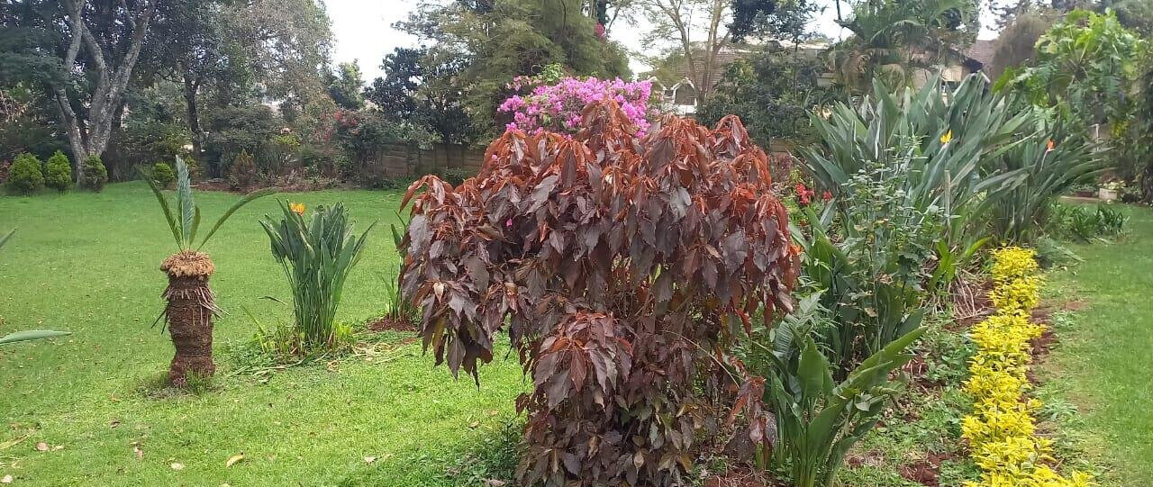 1.5 Acre Lavington Plot with Garden