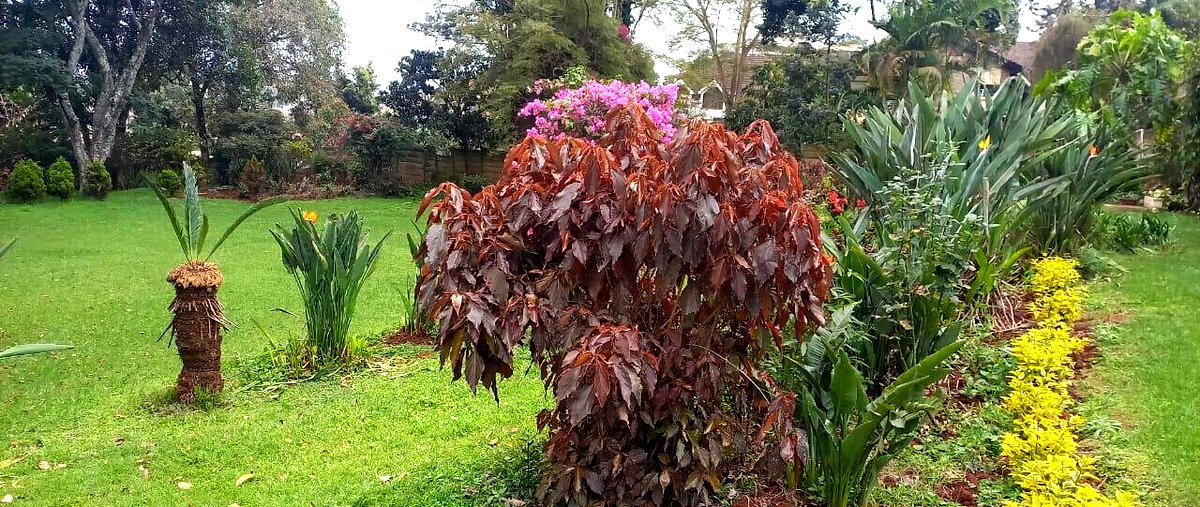1.5 Acre Lavington Plot with Garden