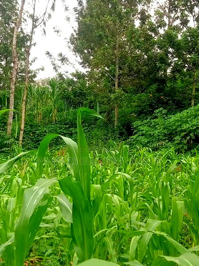 50 * 100 Plot for Sale at Ngoingwa - Image 3